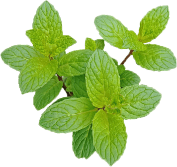 植物