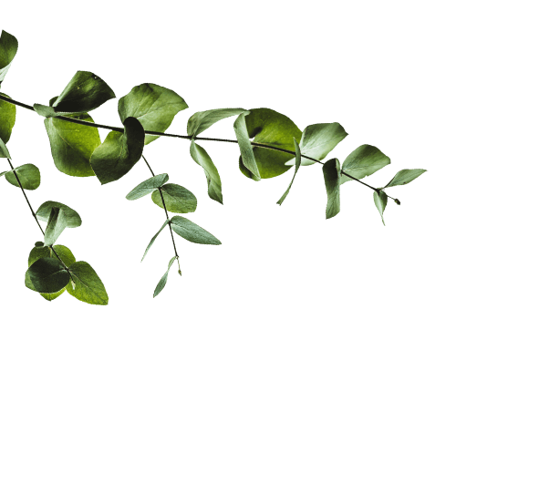 植物