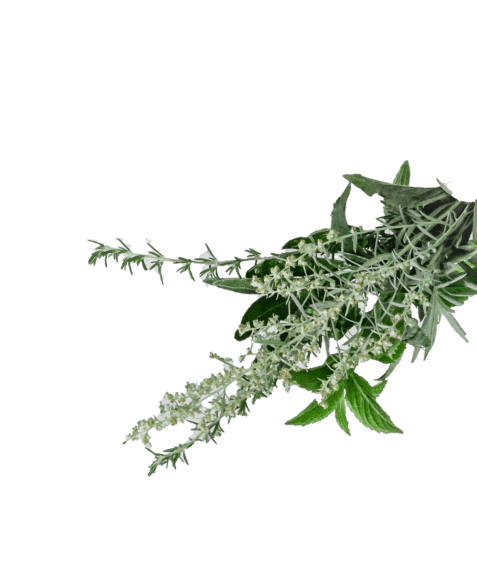 植物