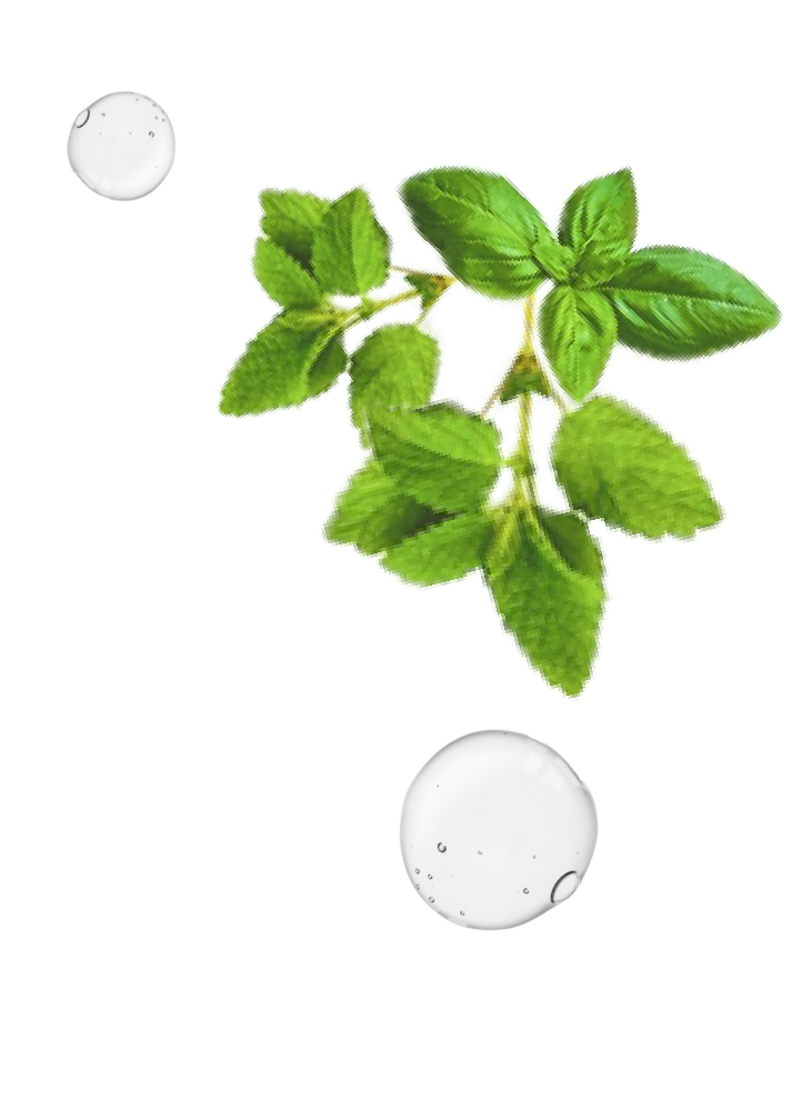 植物と水滴